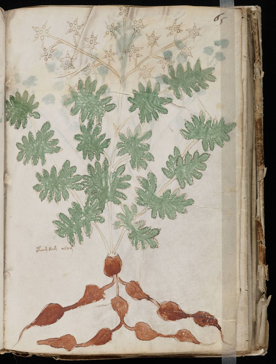 Voynich Manuscript (117).jpg Voynich Manuscript (117).jpg