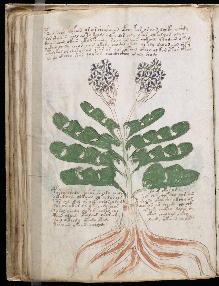 Voynich Manuscript (78).jpg Voynich Manuscript (78).jpg
