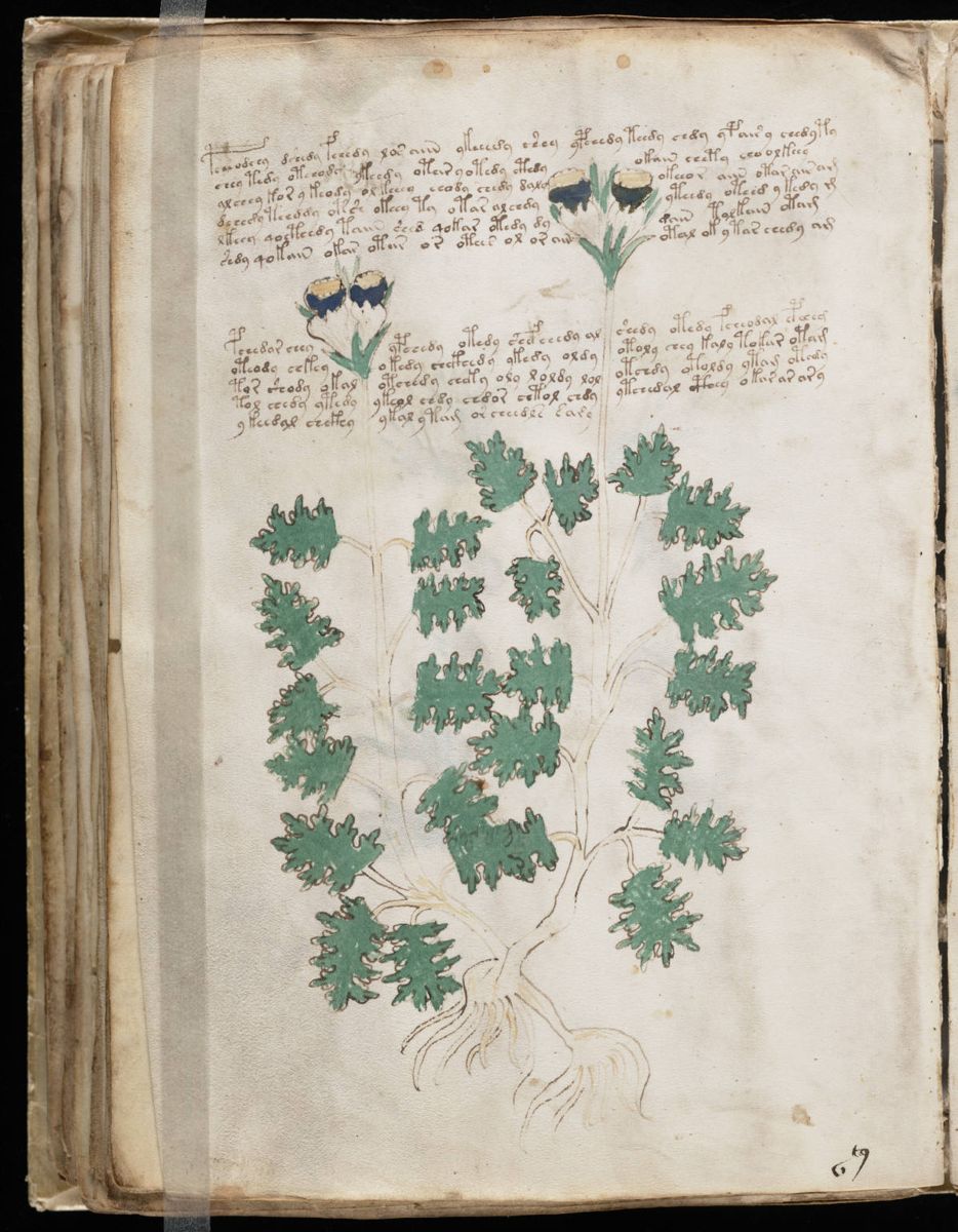 Voynich Manuscript (96).jpg Voynich Manuscript (96).jpg