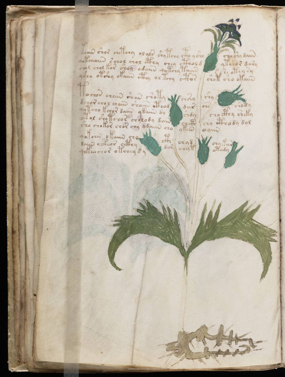 Voynich Manuscript (58).jpg Voynich Manuscript (58).jpg