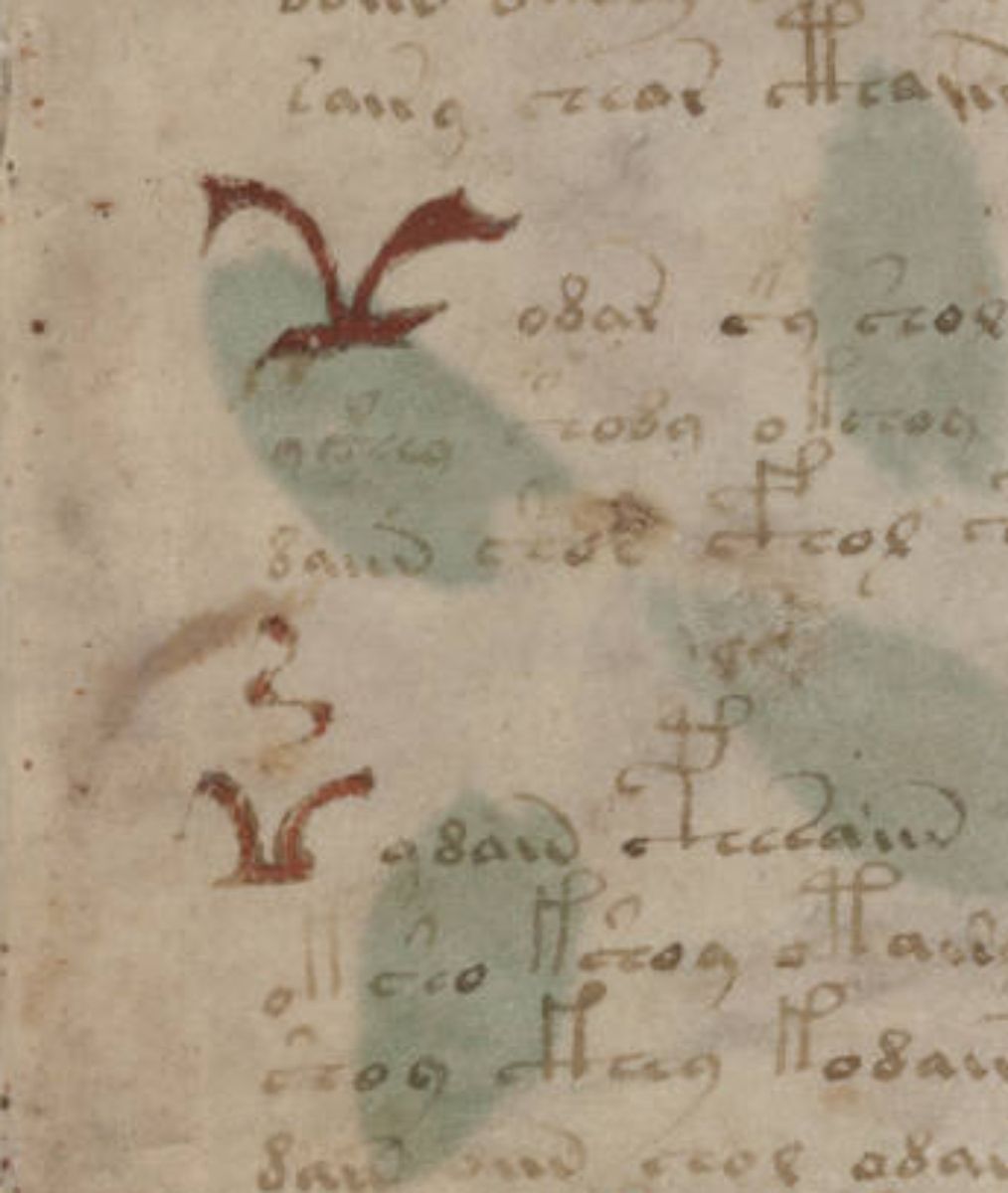 Voynich Manuscript - folio 1r détail.jpg Voynich Manuscript - folio 1r détail.jpg