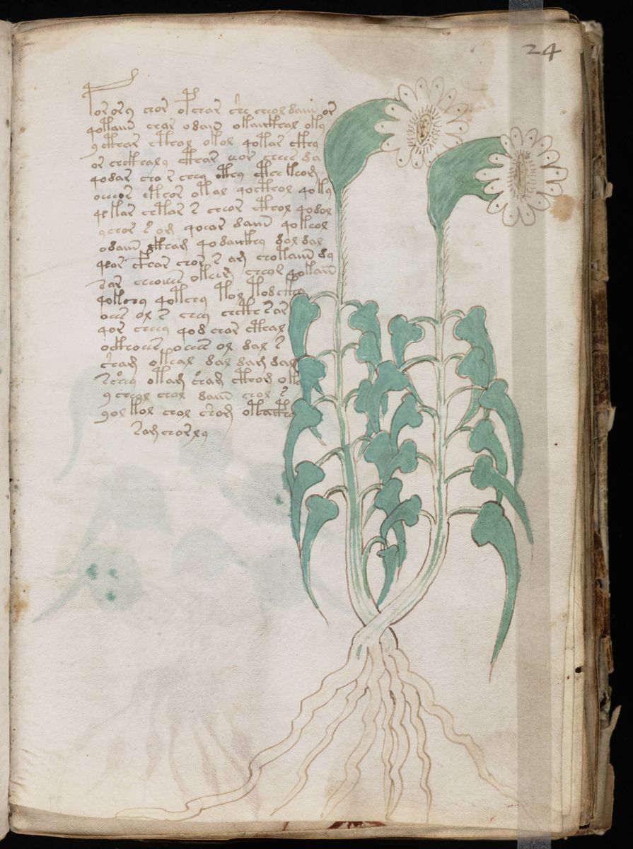 Voynich Manuscript (47).jpg Voynich Manuscript (47).jpg