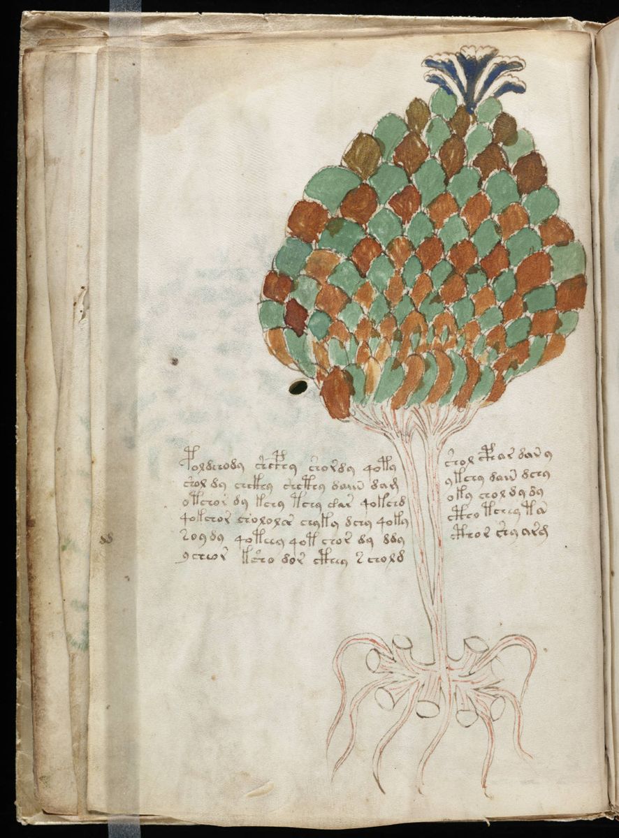Voynich Manuscript (24).jpg Voynich Manuscript (24).jpg