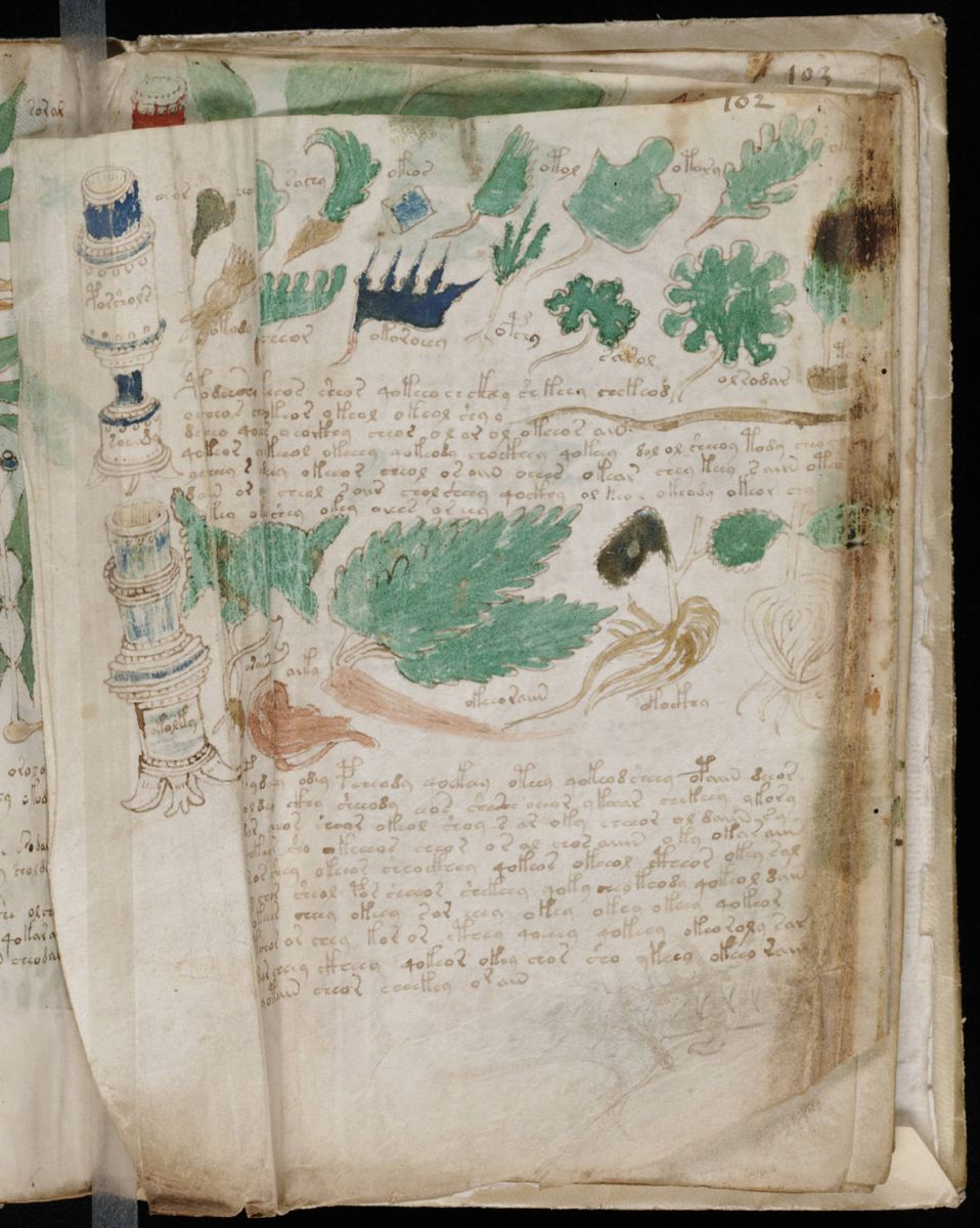 Voynich Manuscript (181).jpg Voynich Manuscript (181).jpg