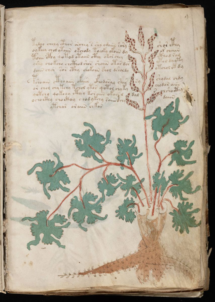 Voynich Manuscript (19).jpg Voynich Manuscript (19).jpg