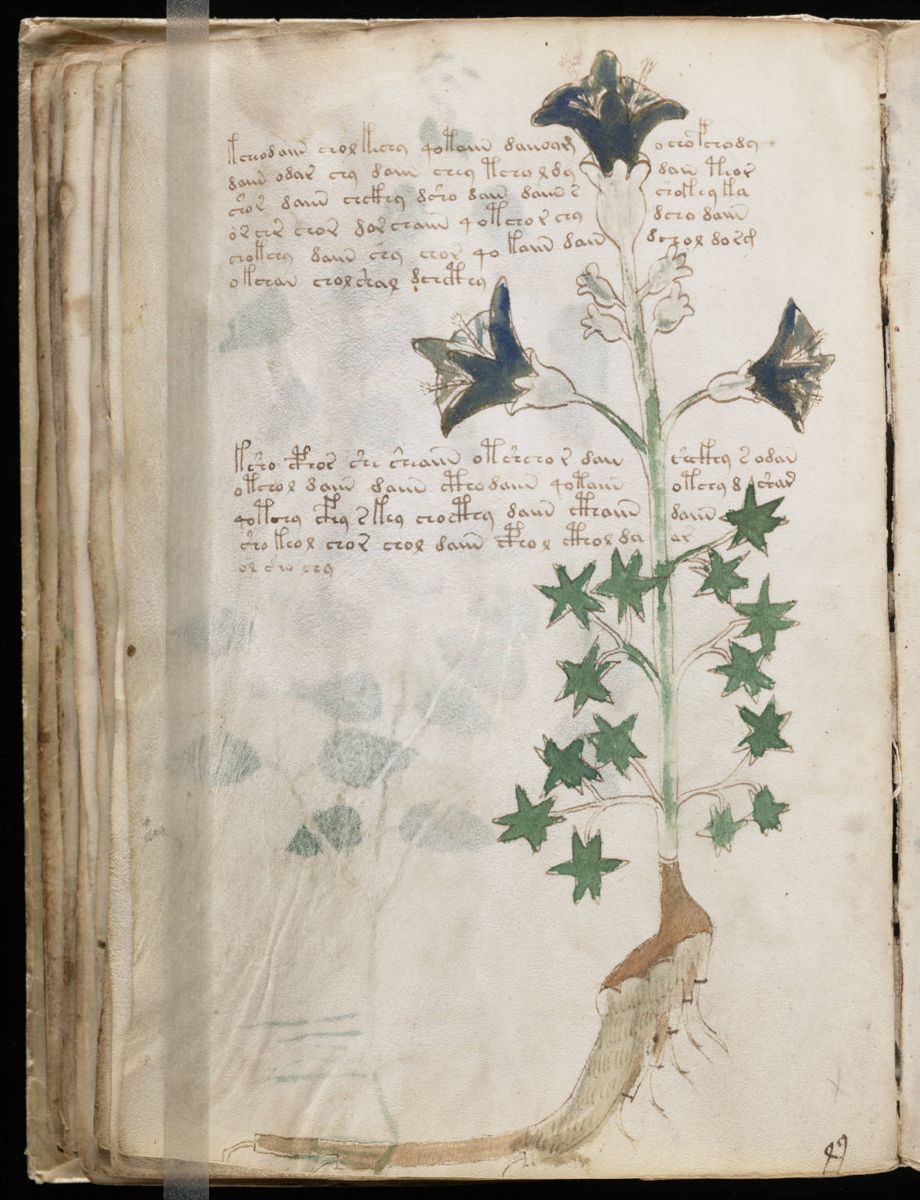 Voynich Manuscript (64).jpg Voynich Manuscript (64).jpg