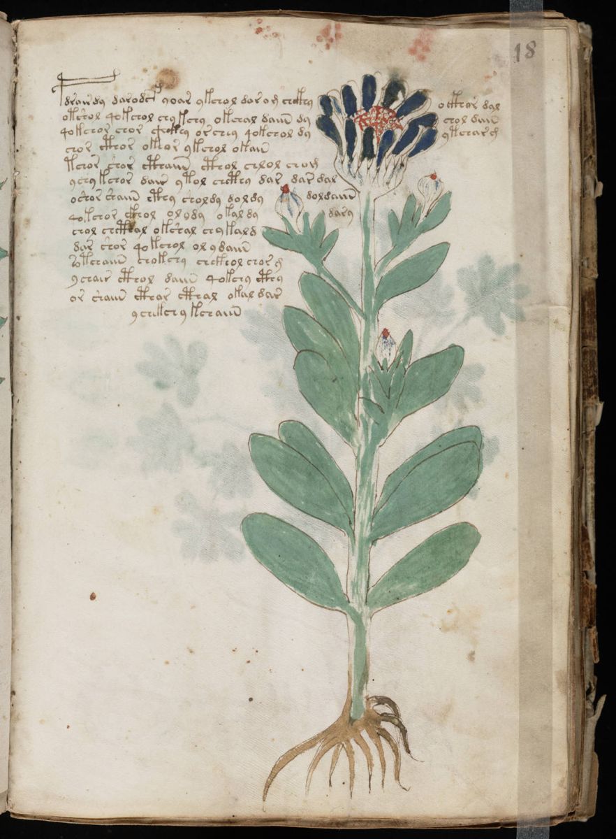 Voynich Manuscript (35).jpg Voynich Manuscript (35).jpg