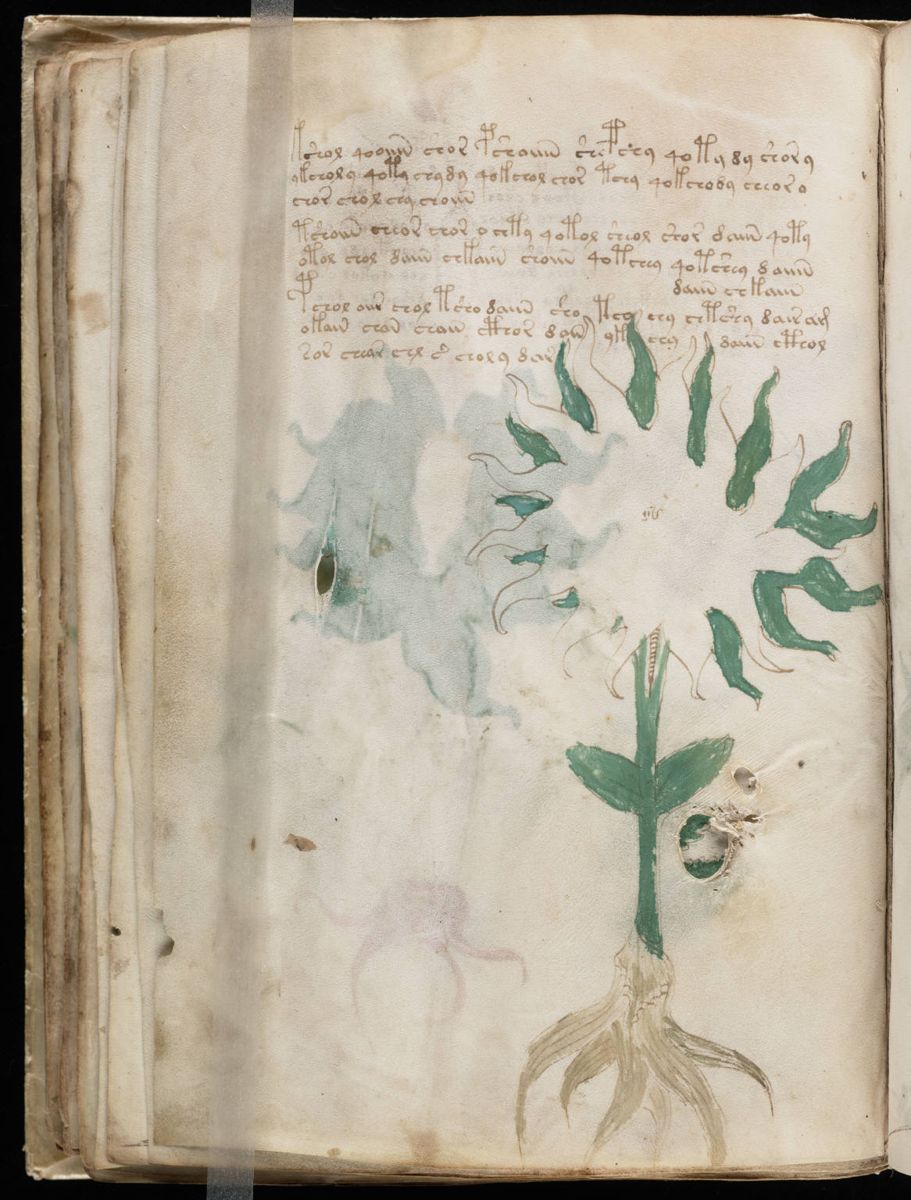 Voynich Manuscript (56).jpg Voynich Manuscript (56).jpg