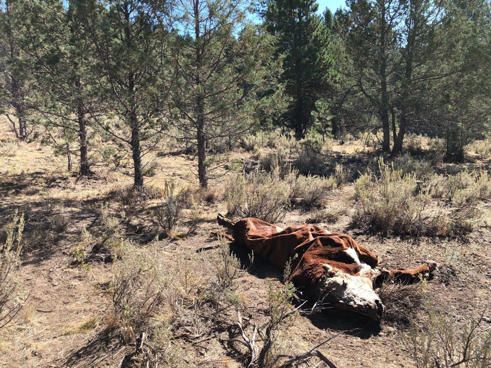 Mysterious-bull-deaths ak 3 custom-386bf0c24ea655fcc3a1d81694edb69b57b17ff2.jpg — Public domain / Anna King Mysterious-bull-deaths ak 3 custom-386bf0c24ea655fcc3a1d81694edb69b57b17ff2.jpg — Public domain / Anna King