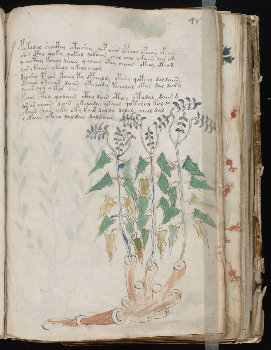 Voynich Manuscript (89).jpg Voynich Manuscript (89).jpg