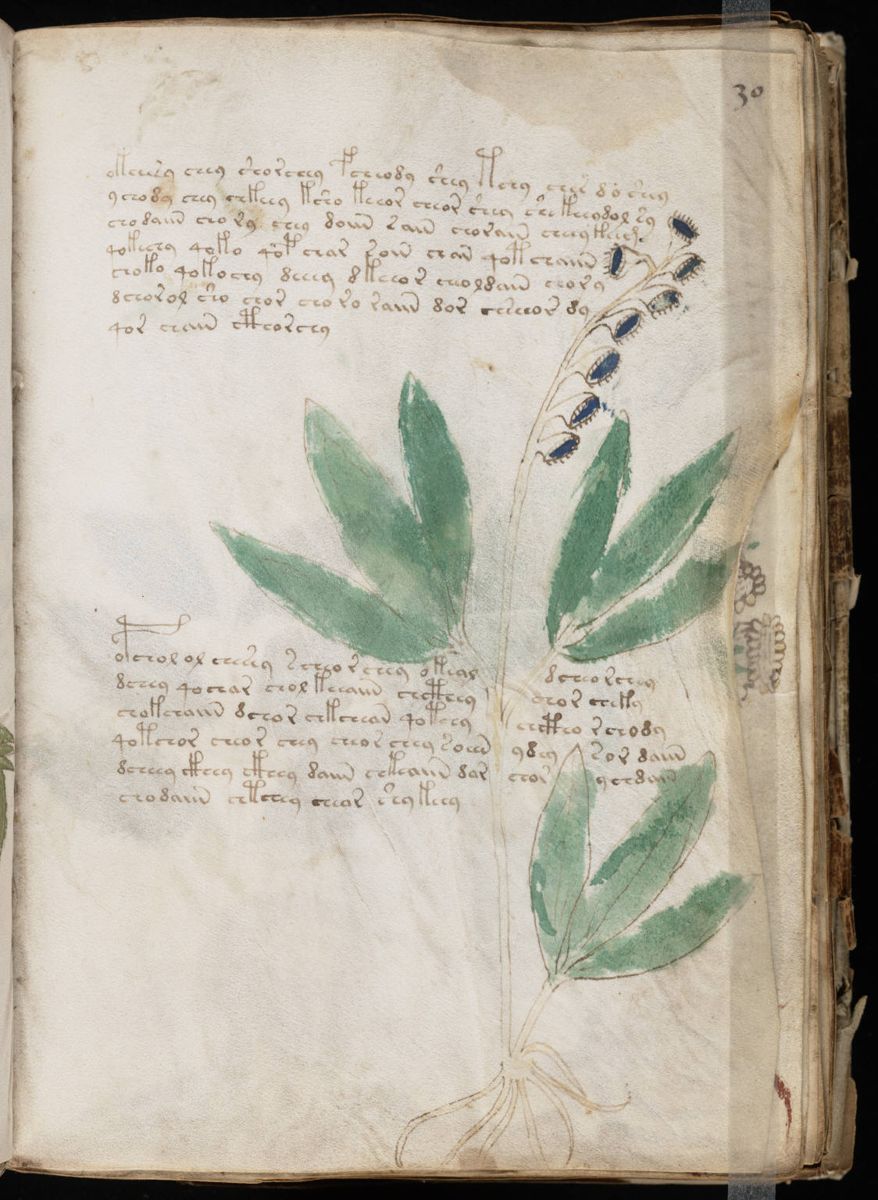 Voynich Manuscript (59).jpg Voynich Manuscript (59).jpg