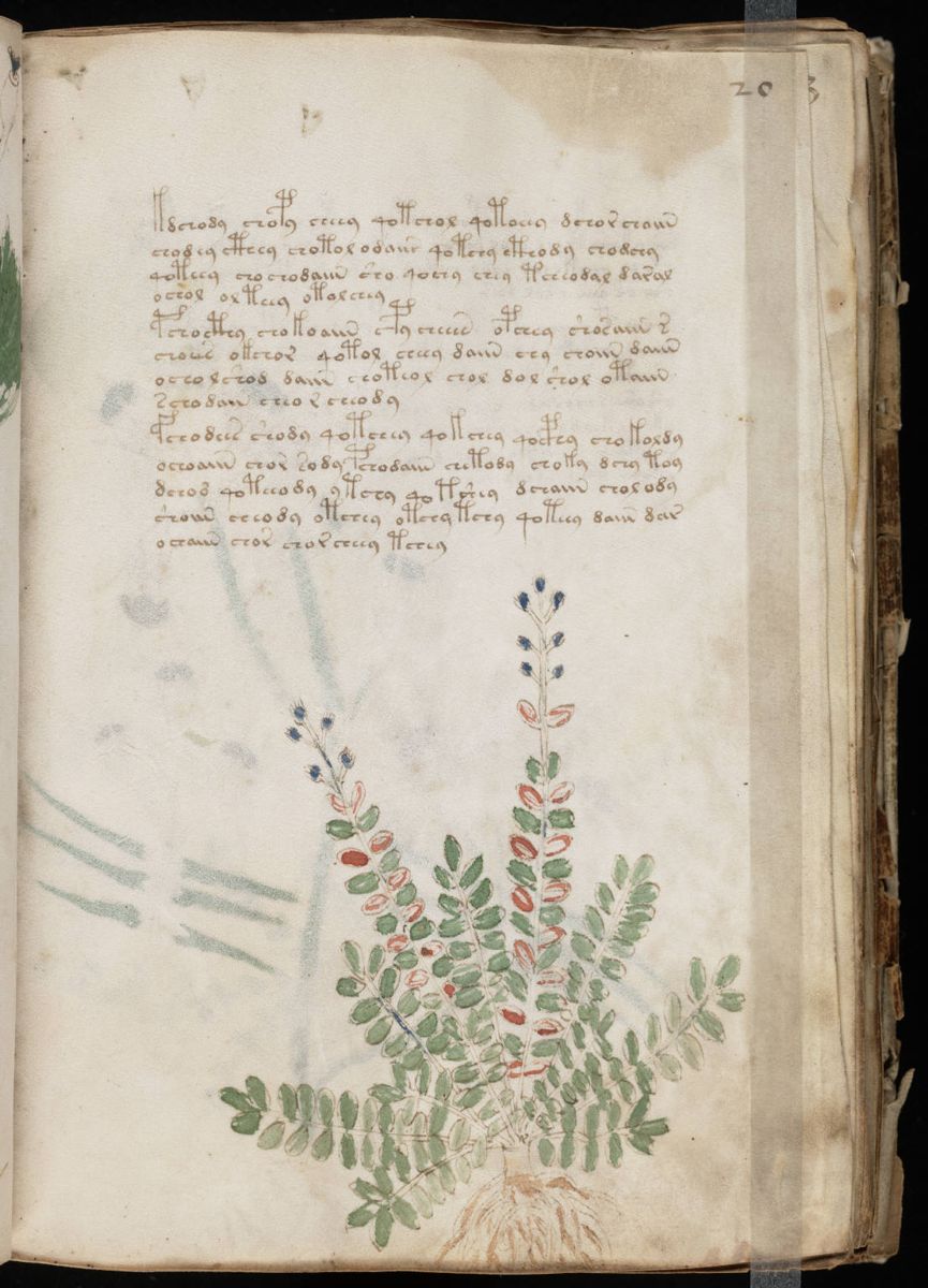 Voynich Manuscript (39).jpg Voynich Manuscript (39).jpg