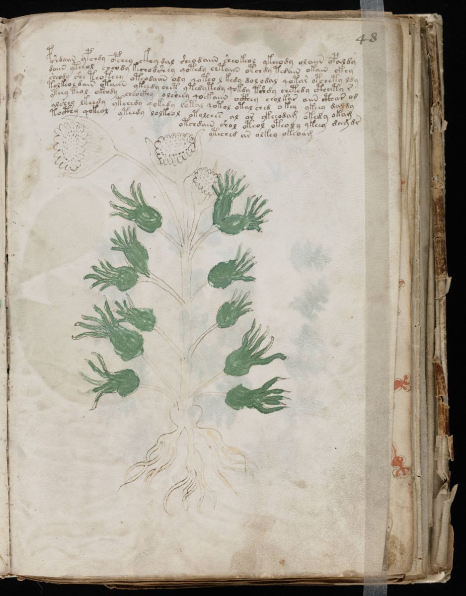 Voynich Manuscript (95).jpg Voynich Manuscript (95).jpg