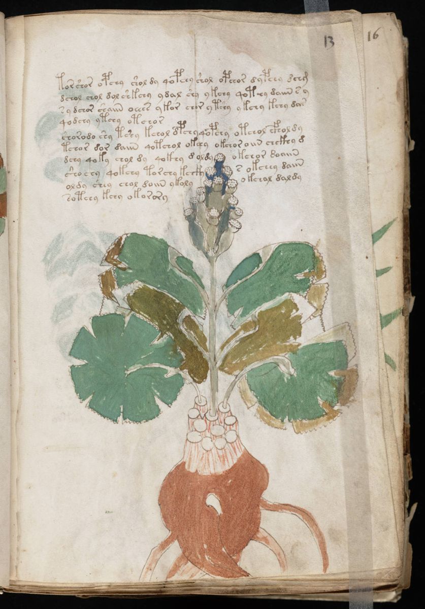 Voynich Manuscript (25).jpg Voynich Manuscript (25).jpg