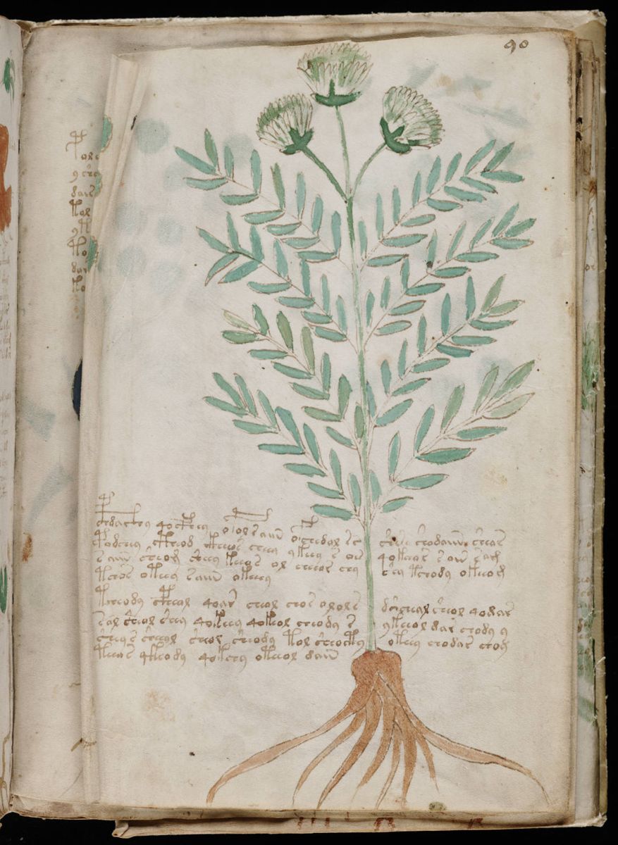 Voynich Manuscript (165).jpg Voynich Manuscript (165).jpg