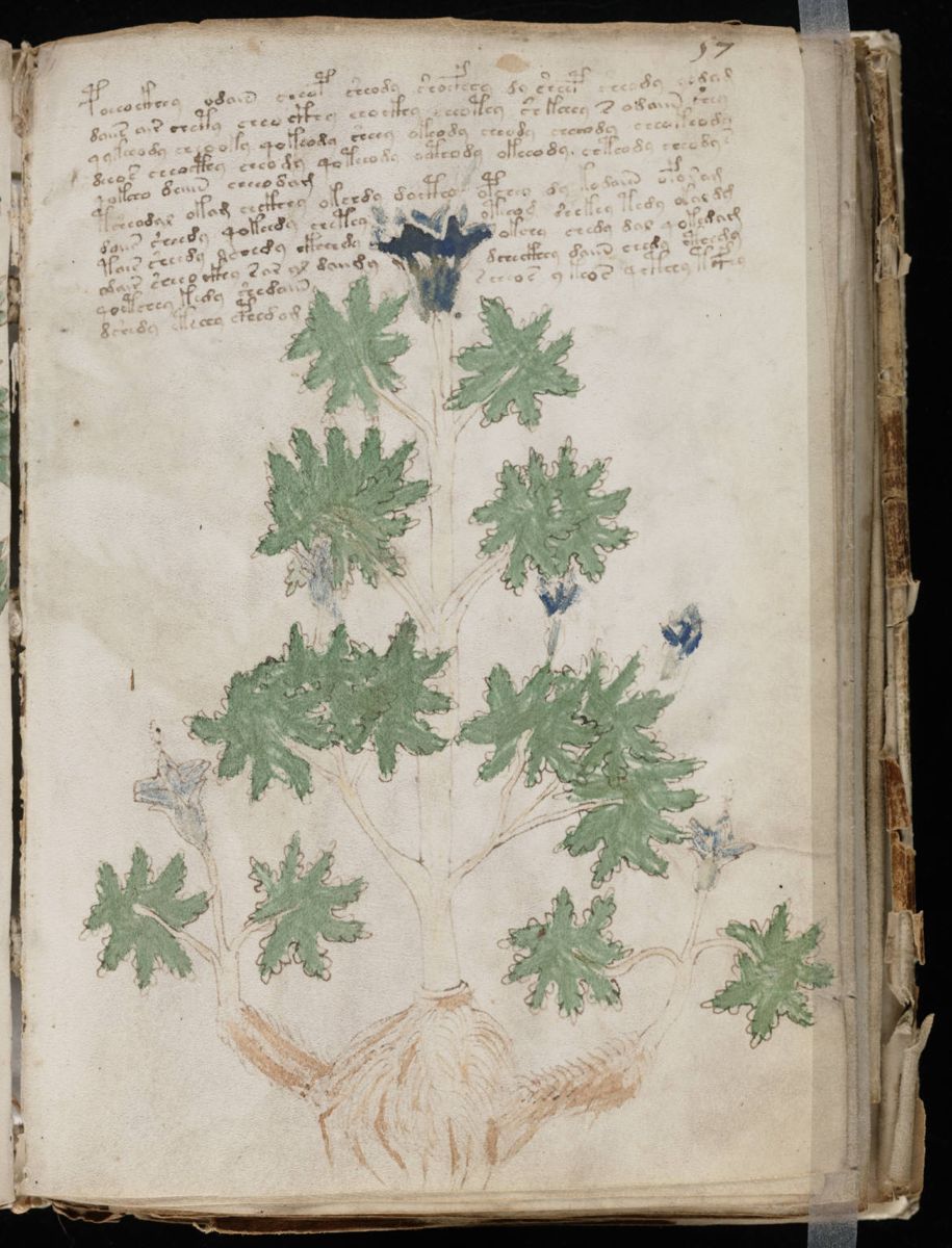 Voynich Manuscript (113).jpg Voynich Manuscript (113).jpg