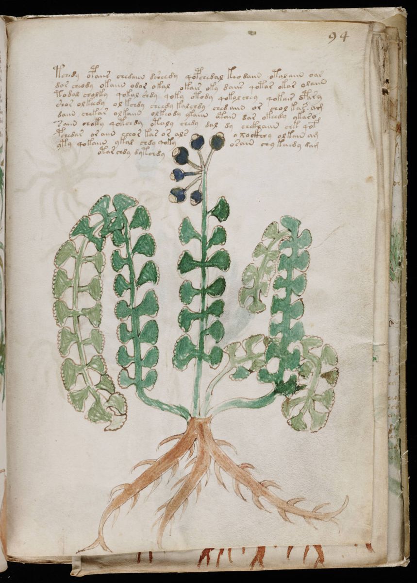 Voynich Manuscript (169).jpg Voynich Manuscript (169).jpg