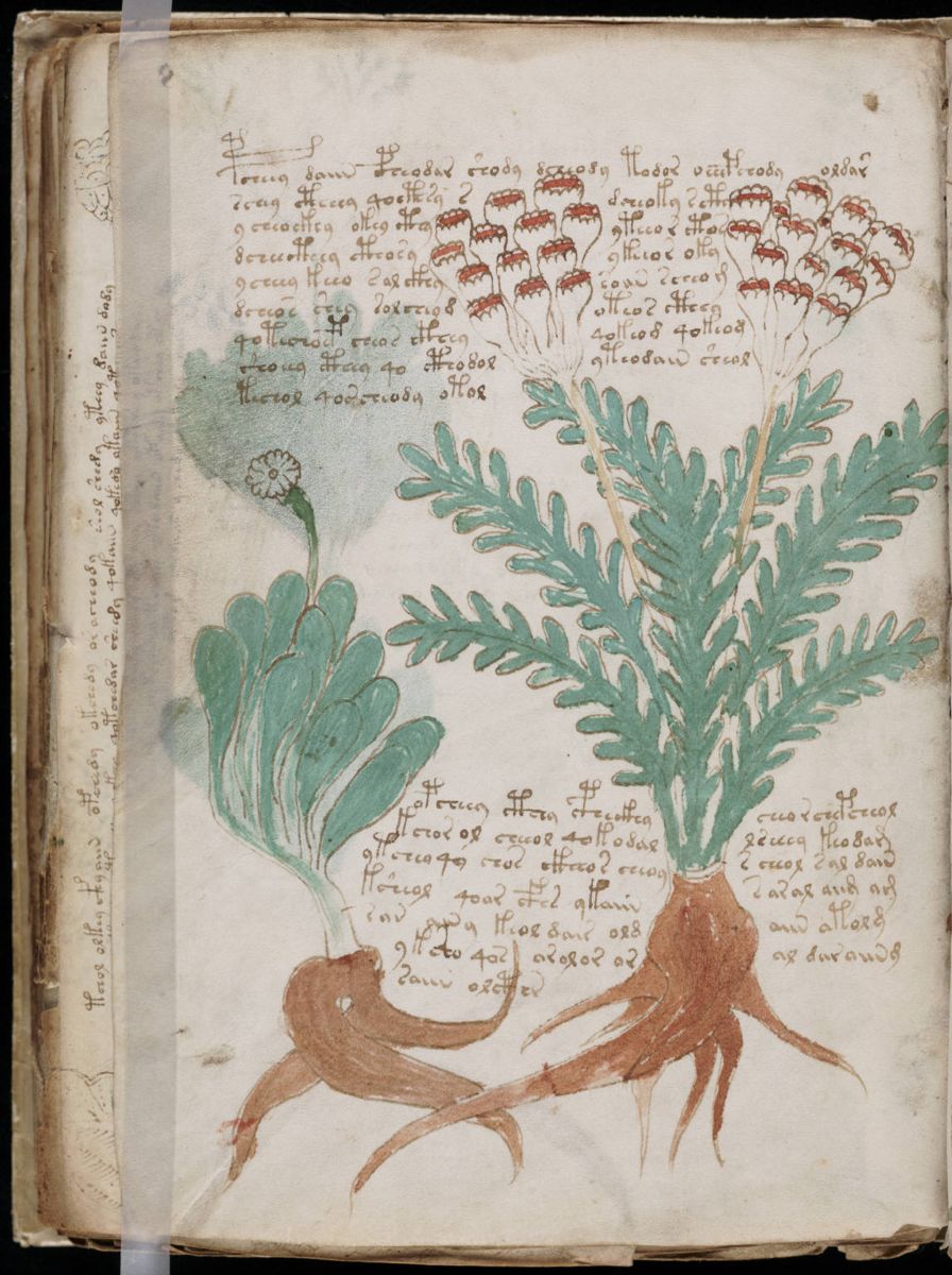 Voynich Manuscript (160).jpg Voynich Manuscript (160).jpg